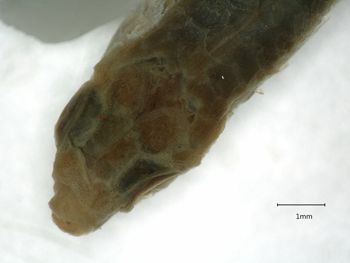 Media type: image;   Ichthyology 6261 Aspect: head,description